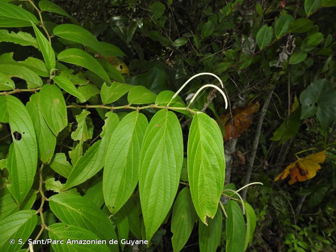 <i>Piper aduncum</i> L., 1753 &copy; S. Sant/Parc Amazonien de Guyane