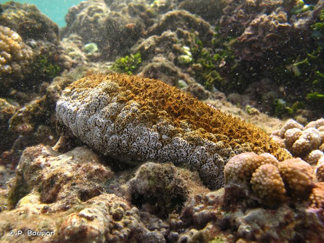 <i>Actinopyga mauritiana</i> (Quoy & Gaimard, 1834) &copy; P. Bourjon