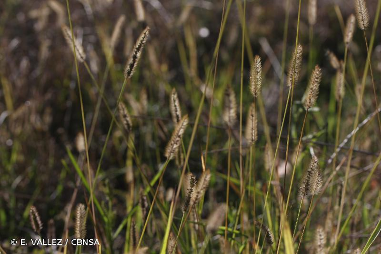 <i>Setaria pumila</i> (Poir.) Roem. & Schult., 1817 &copy; E. VALLEZ / CBNSA