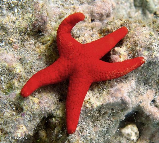 <i>Fromia milleporella</i> (Lamarck, 1816) &copy; P. Bourjon