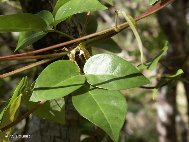 <i>Macrotyloma axillare</i> (E.Mey.) Verdc. &copy; V. Boullet