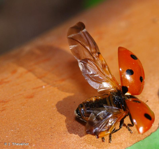 <i>Coccinella septempunctata</i> Linnaeus, 1758 &copy; J. Thevenot