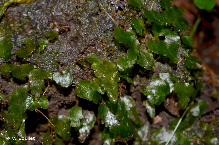 <i>Didymoglossum cuspidatum</i> (Willd.) Ebihara & Dubuisson, 2006 &copy; V. Boullet