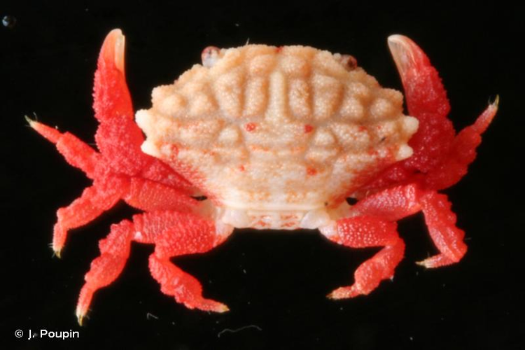 <i>Liomera monticulosa</i> (A. Milne-Edwards, 1873) &copy; J. Poupin