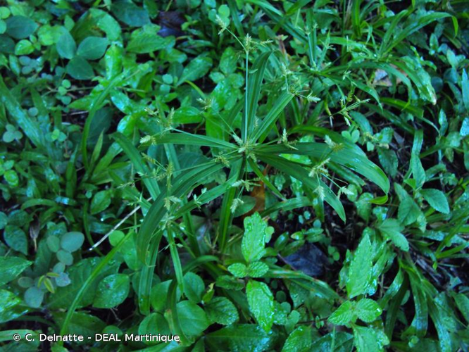 <i>Cyperus distans</i> L.f., 1782 &copy; C. Delnatte - DEAL Martinique