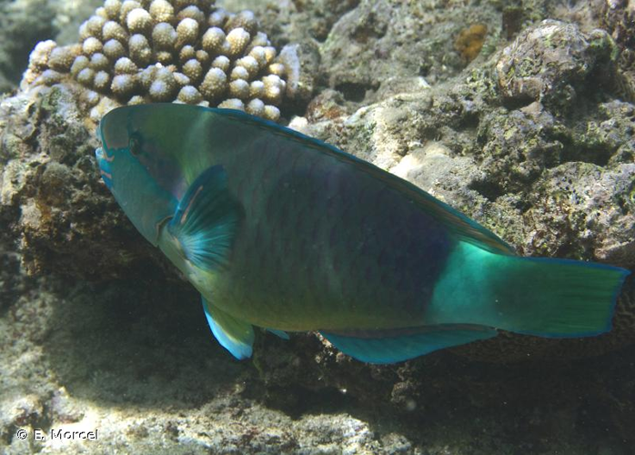 <i>Chlorurus sordidus</i> (Forsskål, 1775) &copy; E. Morcel