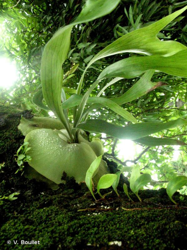 <i>Platycerium alcicorne</i> Desv., 1827 &copy; V. Boullet