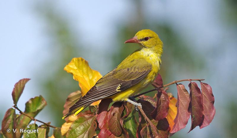 <i>Oriolus oriolus</i> (Linnaeus, 1758) &copy; V. Roguet