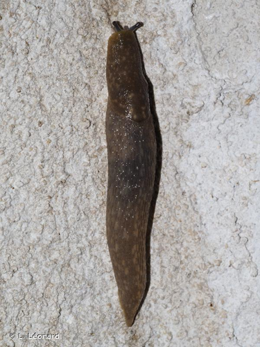 <i>Limacus flavus</i> (Linnaeus, 1758) &copy; L. Léonard