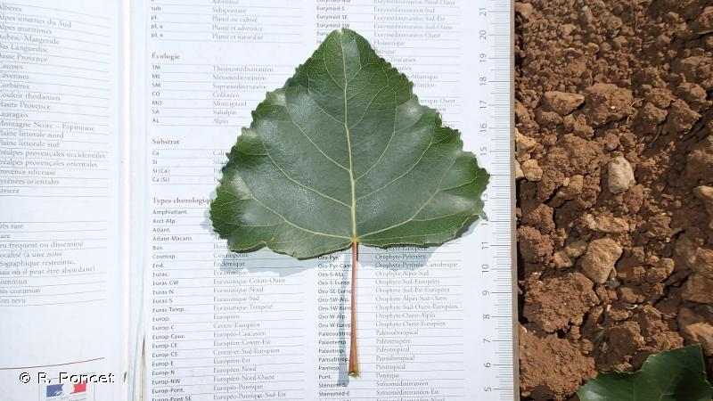 <i>Populus </i>x<i> canadensis</i> Moench, 1785 &copy; R. Poncet