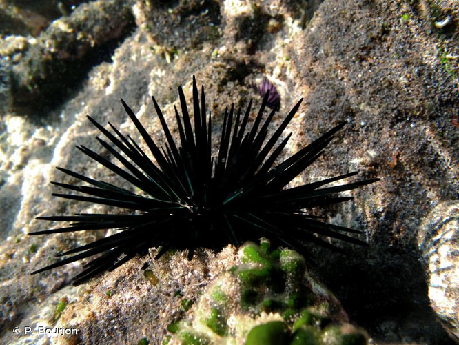 <i>Stomopneustes variolaris</i> (Lamarck, 1816) &copy; P. Bourjon