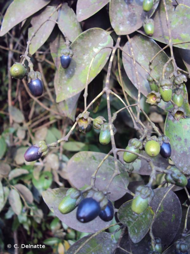 <i>Cinnamomum zeylanicum</i> Blume, 1826 &copy; C. Delnatte