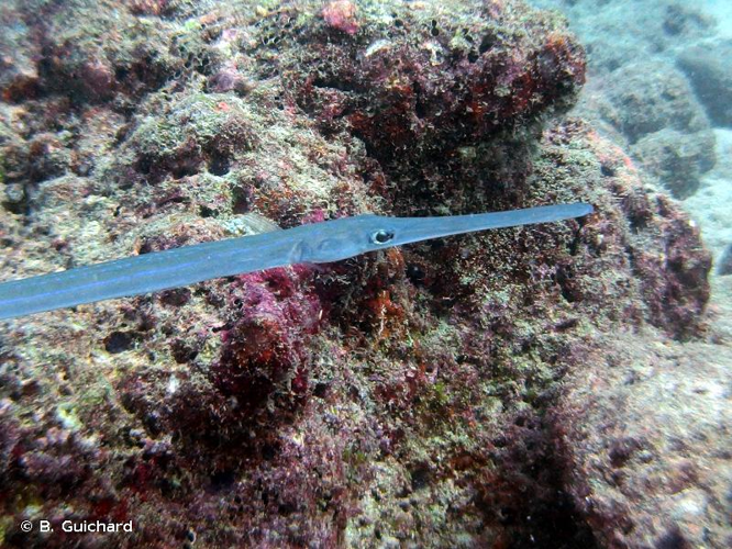 <i>Fistularia commersonii</i> Rüppell, 1838 &copy; B. Guichard