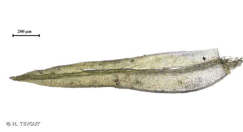 <i>Hymenostylium recurvirostrum</i> (Hedw.) Dixon, 1933 &copy; H. TINGUY