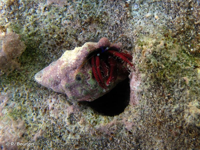 <i>Calcinus rosaceus</i> Heller, 1861 &copy; P. Bourjon