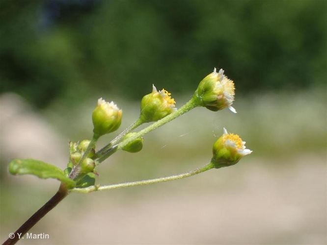 <i>Galinsoga parviflora</i> Cav., 1795 &copy; null