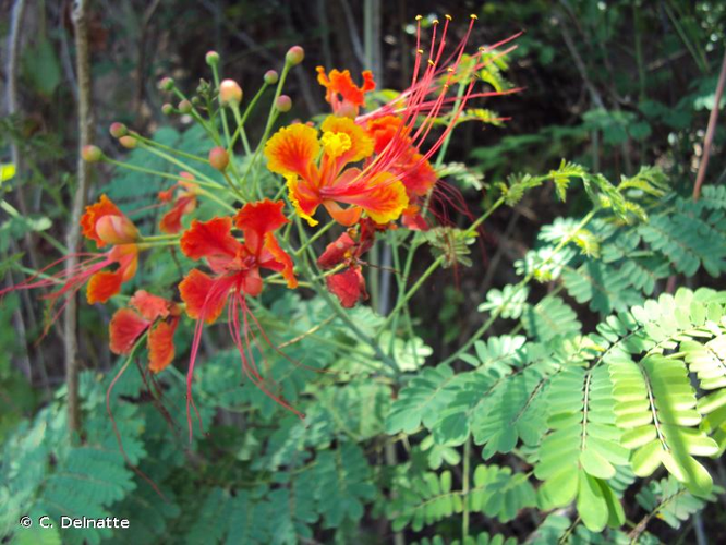 <i>Caesalpinia pulcherrima</i> (L.) Sw., 1791 &copy; C. Delnatte
