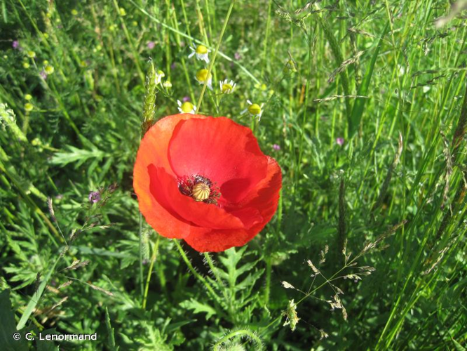 <i>Papaver rhoeas</i> L., 1753 &copy; C. Lenormand