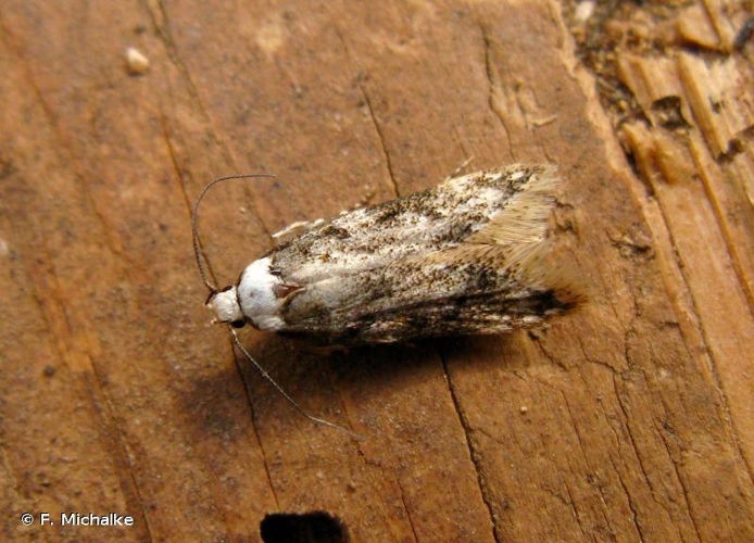 <i>Endrosis sarcitrella</i> (Linnaeus, 1758) &copy; F. Michalke