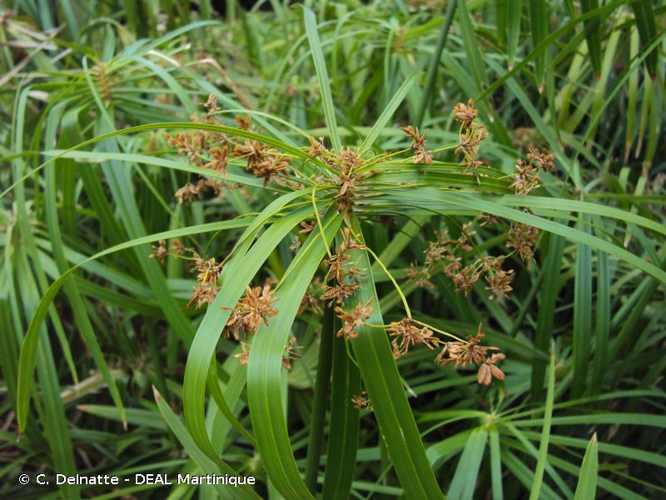 <i>Cyperus involucratus</i> Rottb., 1772 &copy; C. Delnatte - DEAL Martinique