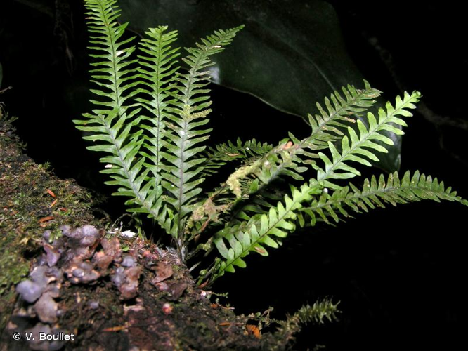 <i>Ctenopterella parvula</i> (Bory ex Willd.) Parris, 2007 &copy; V. Boullet