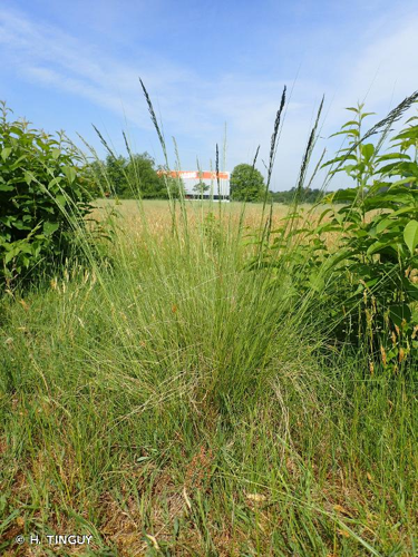 <i>Eragrostis curvula</i> (Schrad.) Nees, 1841 &copy; H. TINGUY