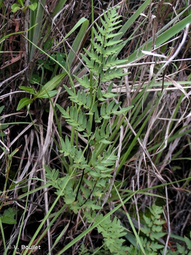 <i>Pellaea viridis </i>var.<i> glauca</i> (Sim) Schelpe & N.C.Anthony, 1982 &copy; V. Boullet