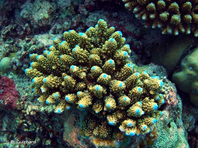 <i>Acropora humilis</i> (Dana, 1846) &copy; B. Guichard