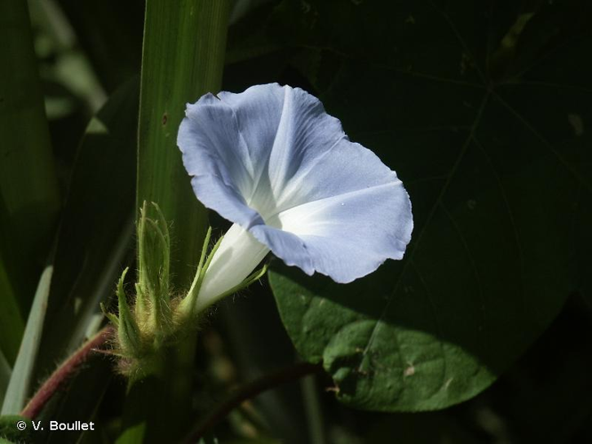 <i>Ipomoea nil</i> (L.) Roth, 1797 &copy; V. Boullet