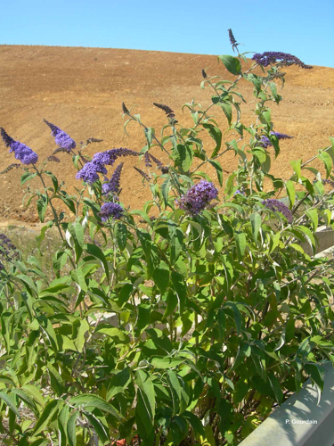 <i>Buddleja davidii</i> Franch., 1887 &copy; P. Gourdain