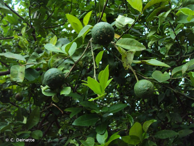 <i>Citrus aurantifolia</i> (Christm.) Swingle, 1913 &copy; C. Delnatte