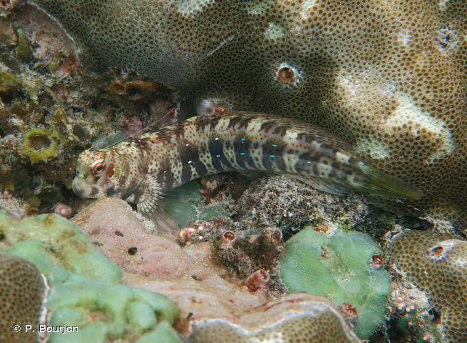 <i>Blenniella periophthalmus</i> (Valenciennes, 1836) &copy; P. Bourjon
