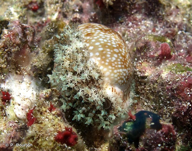 <i>Erosaria erosa</i> (Linnaeus, 1758) &copy; P. Bourjon