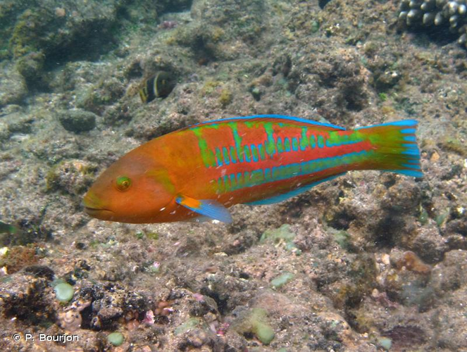 <i>Thalassoma trilobatum</i> (Lacepède, 1801) &copy; P. Bourjon