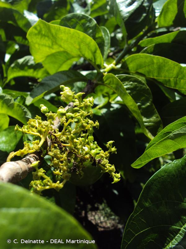 <i>Vangueria madagascariensis</i> J.F.Gmel., 1791 &copy; C. Delnatte - DEAL Martinique