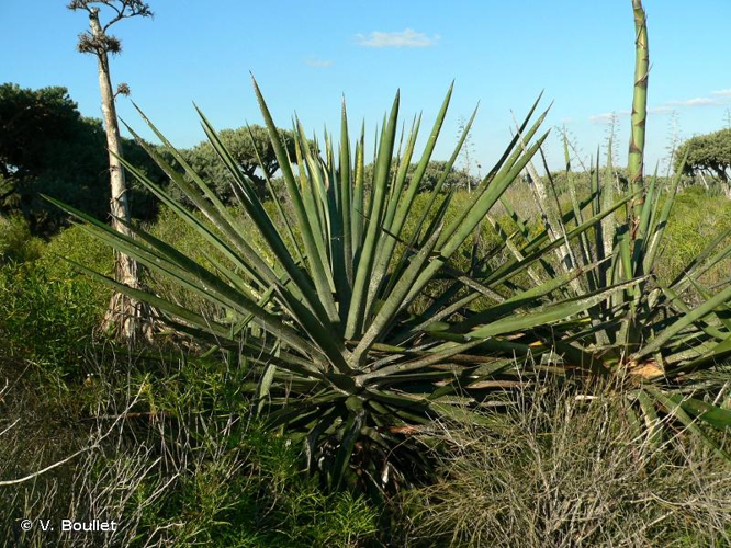 <i>Agave sisalana</i> Perrine, 1838 &copy; V. Boullet