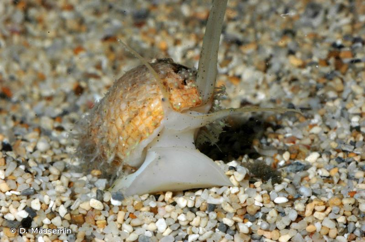 <i>Nassarius albescens</i> (Dunker, 1846) &copy; D. Massemin