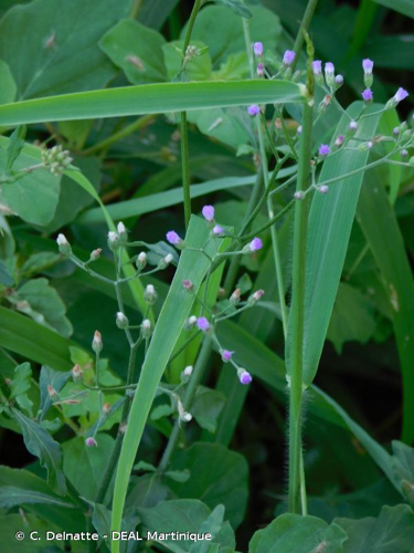 <i>Cyanthillium cinereum</i> (L.) H.Rob., 1990 &copy; C. Delnatte - DEAL Martinique