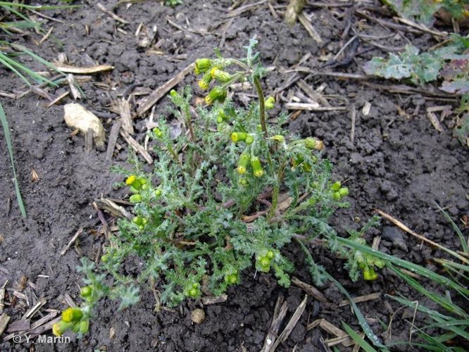 <i>Senecio vulgaris </i>L., 1753 subsp.<i> vulgaris</i> &copy; null