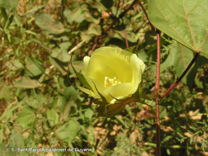 <i>Gossypium herbaceum</i> L., 1753 &copy; S. Sant/Parc Amazonien de Guyane