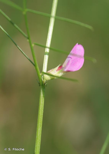 <i>Vicia angustifolia</i> L., 1759 &copy; S. Filoche