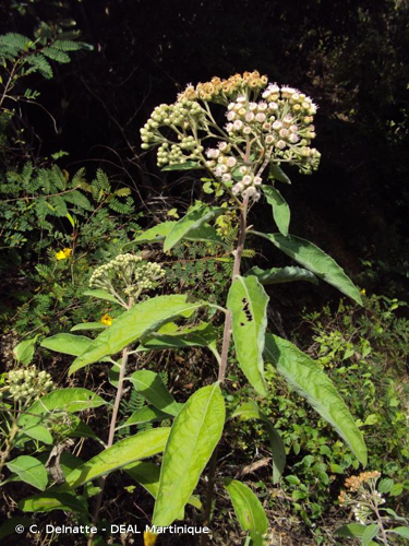 <i>Pluchea carolinensis</i> (Jacq.) G.Don, 1839 &copy; C. Delnatte - DEAL Martinique