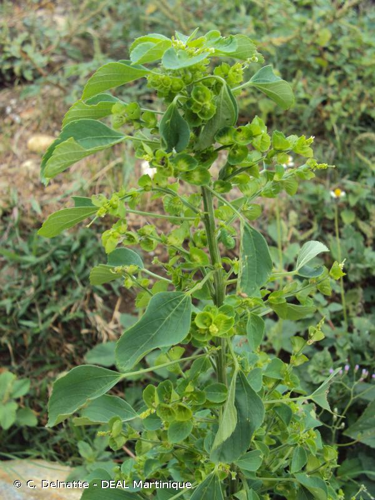 <i>Acalypha indica</i> L., 1753 &copy; C. Delnatte - DEAL Martinique