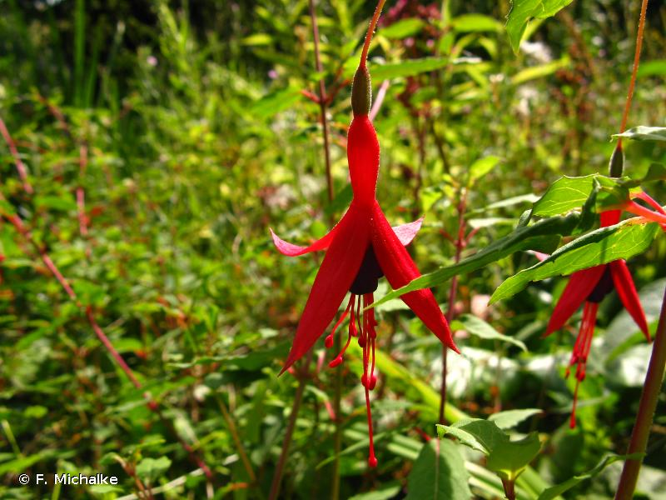 <i>Fuchsia magellanica</i> Lam., 1788 &copy; F. Michalke