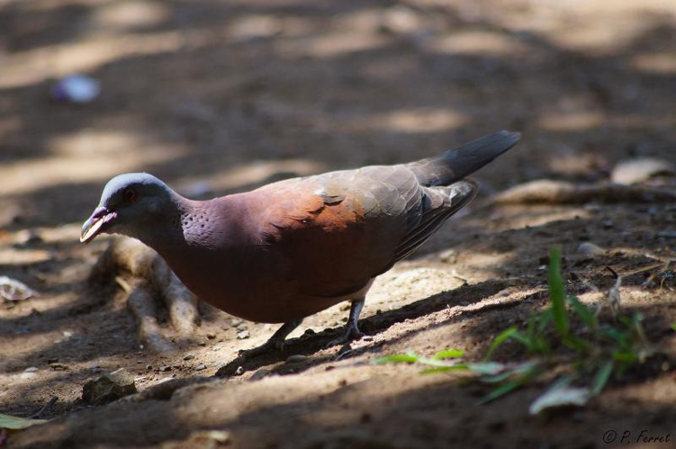 <i>Streptopelia picturata</i> (Temminck, 1813) &copy; P. Ferret