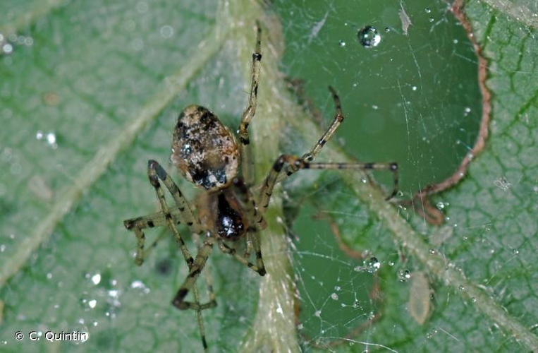 <i>Platnickina tincta</i> (Walckenaer, 1802) &copy; C. Quintin