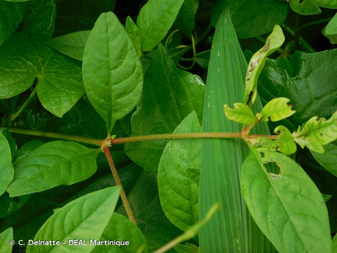 <i>Alternanthera sessilis</i> (L.) R.Br. ex DC., 1813 &copy; C. Delnatte - DEAL Martinique