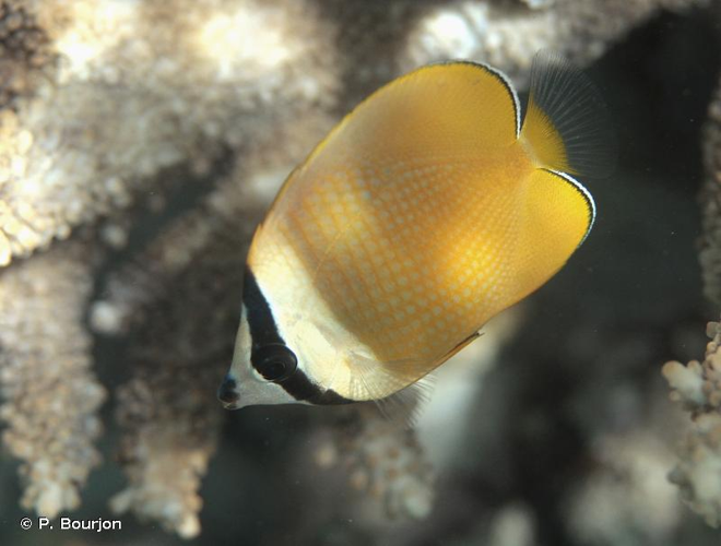 <i>Chaetodon kleinii</i> Bloch, 1790 &copy; P. Bourjon