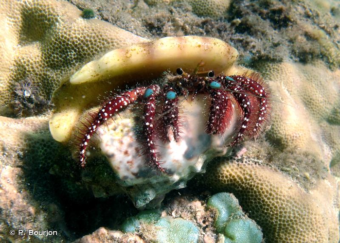 <i>Dardanus guttatus</i> (Olivier, 1812) &copy; P. Bourjon