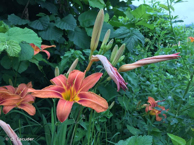 <i>Hemerocallis fulva</i> (L.) L., 1762 &copy; O. Escuder